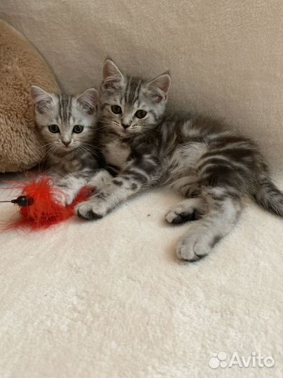 Шотландские мраморные котики