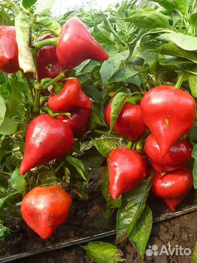 Семена сладкого перца