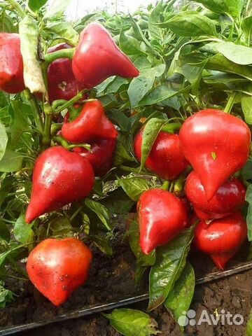 Семена сладкого перца