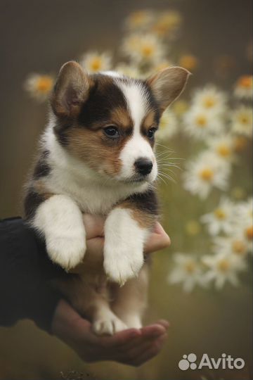 Вельш-корги кардиган