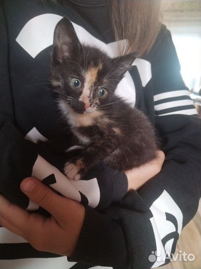 Кошки в добрые руки бесплатно