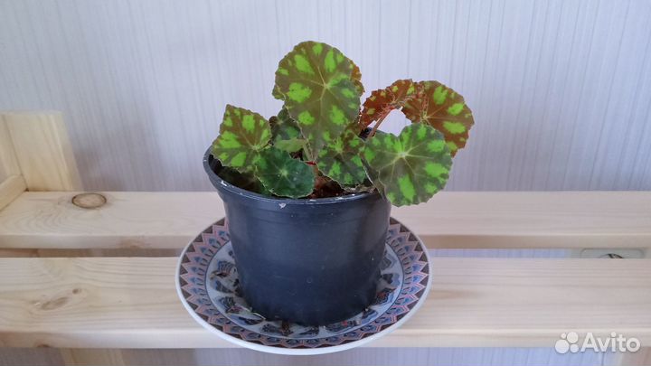 Рассада декоративной капусты