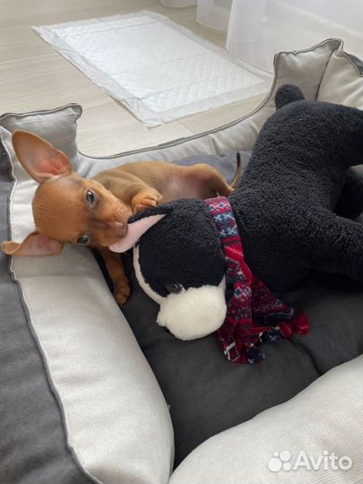 Мини той-терьер