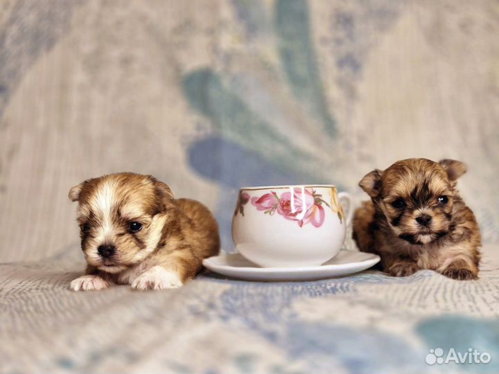 Супер кукольные мальтипу мини