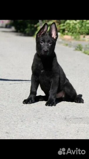 Восточноевропейская овчарка Щенки от Чемпиона