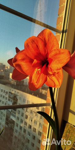 Гиппиаструм