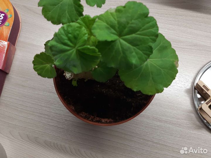 Герань красная