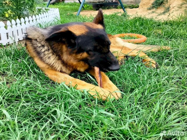 Корм для собаки. Без химии