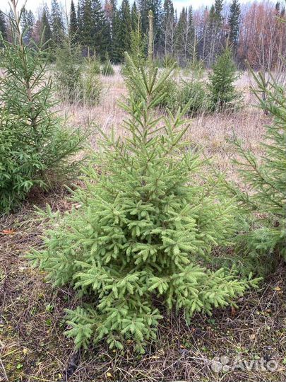 Ель обыкновенная