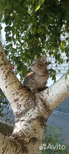Отдам кота в добрые руки