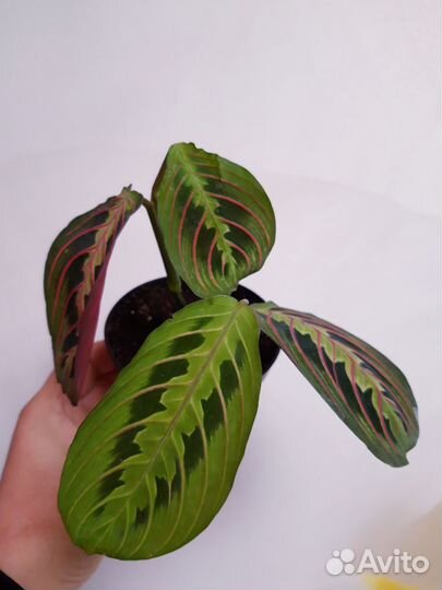 Маранта Триколор