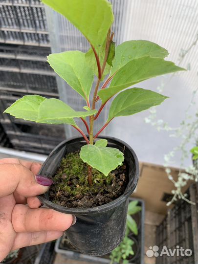 Лимонник китайский