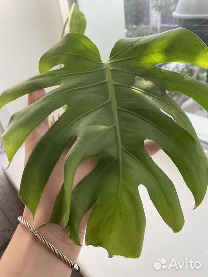 Пальма Дипсис, Джункус, монстера, фикус