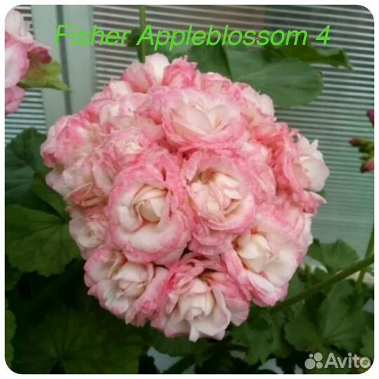 Пеларгонии сортовые