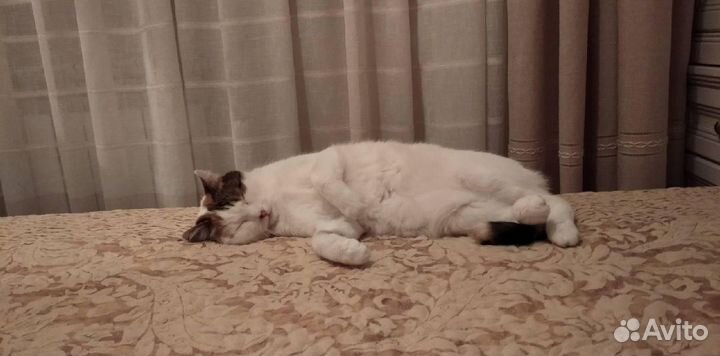 Квартирная передержка кошек (Юго-западный жм)