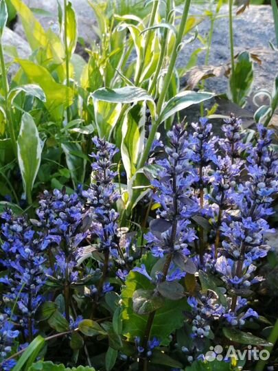 Живучка Chocolate Chip цветы для сада