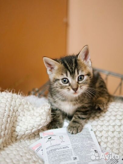 Котенок в добрые руки