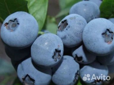 Саженцы голубики Бонус