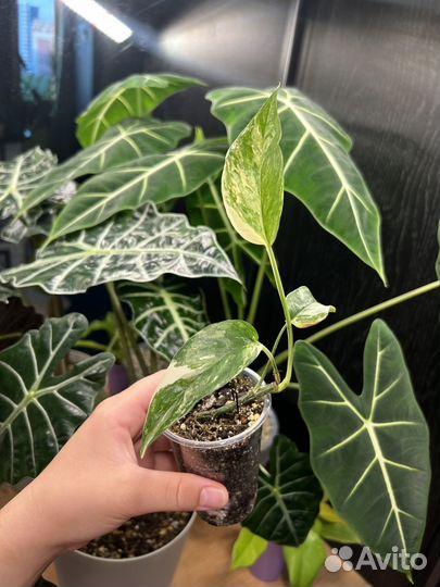 Сциндапсус пиктус эпипремнум