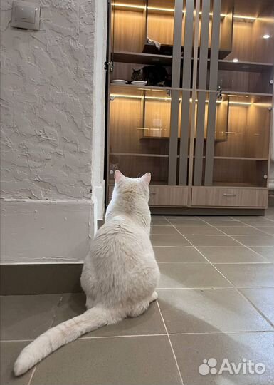 Зоогостиница для кошек (передержка)