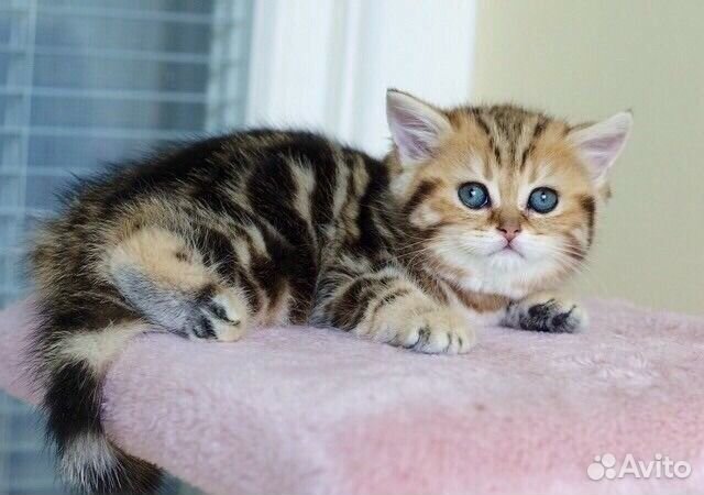 Британские котята мраморного окраса