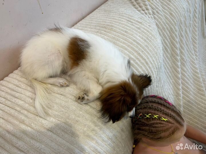 Папийон 4 месяца