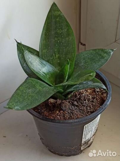 Щучий хвост