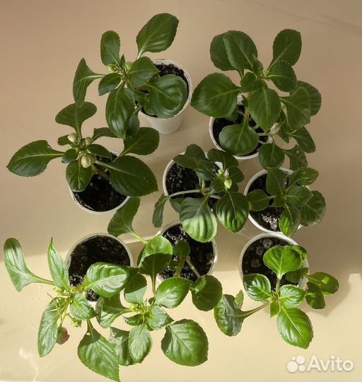 Бальзамин махровый