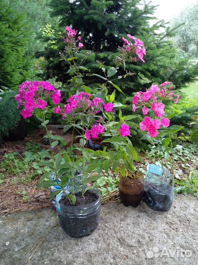 Флоксы многолетние трехлетка 3-4 ветки