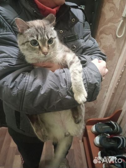 Отдам кошку