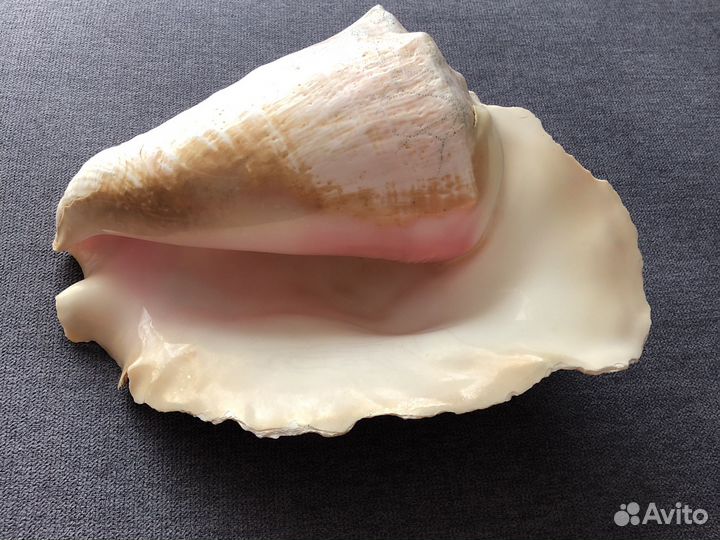 Большая морская раковина