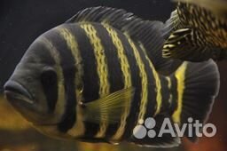 Флауэр хорн Flower Horn