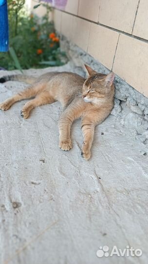 Абиссинская кот