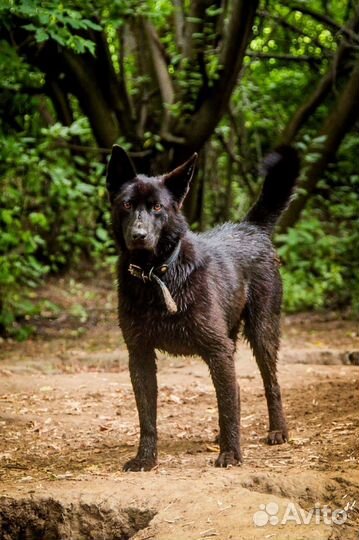 Собака в дар