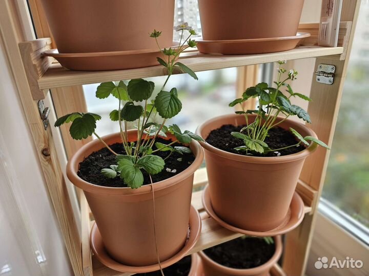 Клубника/земляника в горшке