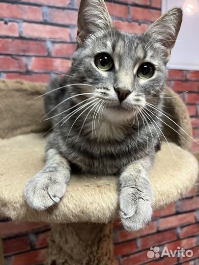 Кошечка Алиса с очень грустными глазами 2 года