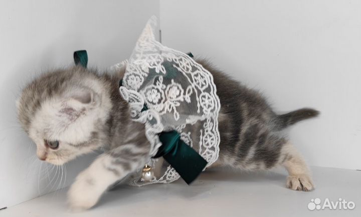 Шотландская вислоухая шиншилла