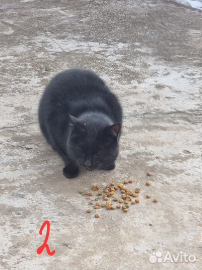 Котики бесплатно