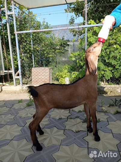 Англо нубийские козлята