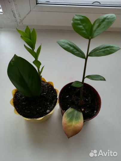 Замиокулькас