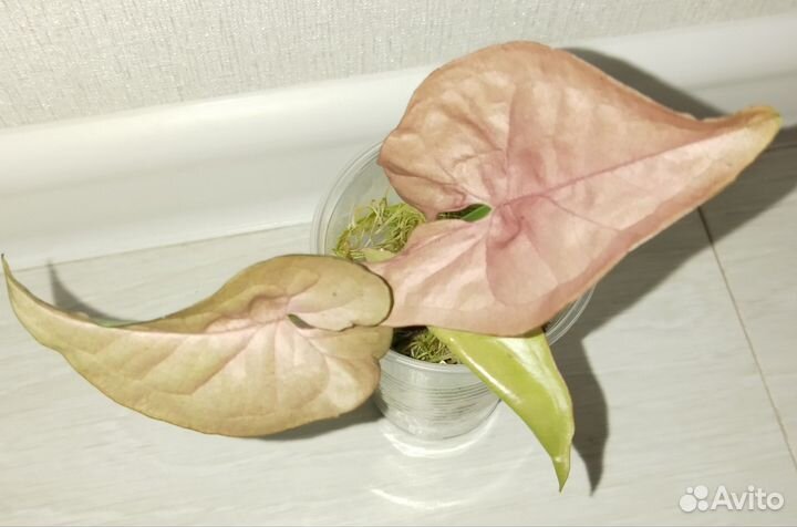 Сингониумы сортовые