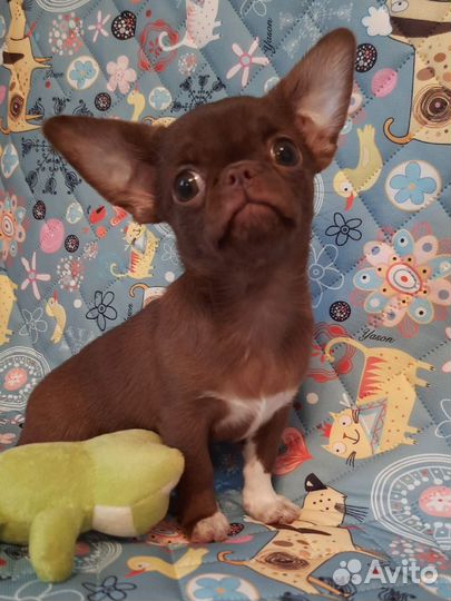 Чихуахуа девочка
