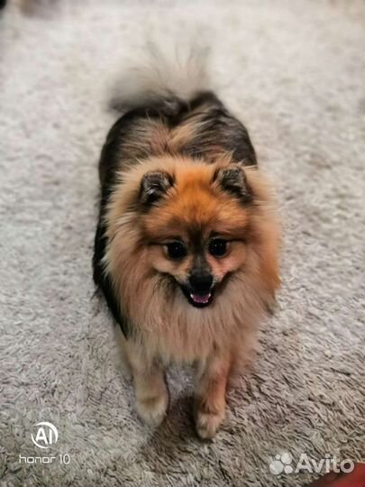 Померанский шпиц вязка