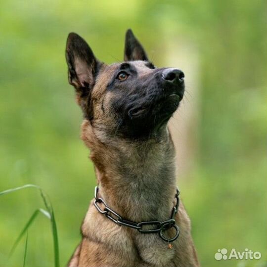 Ошейник-цепь из черной нержавеющей стали Sprenger