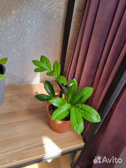 Замиокулькас