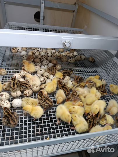 Перепелята