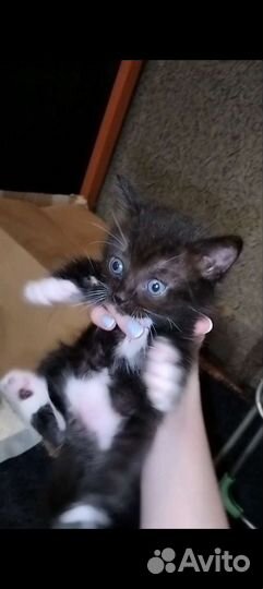 Котята от тайской кошки бесплатно