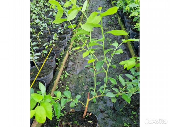 Саженцы голубики Legacy