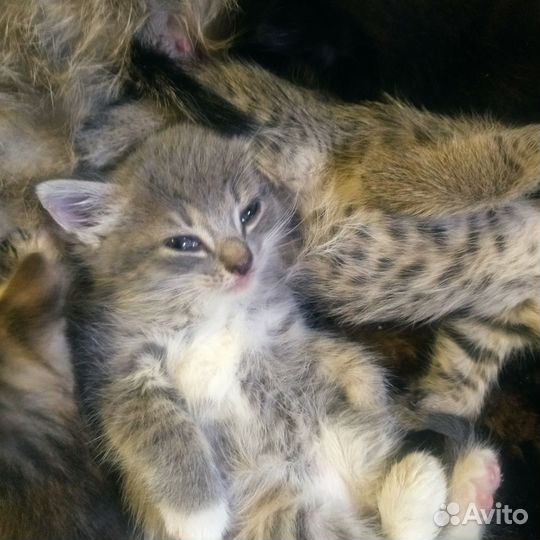 Кошка в дар