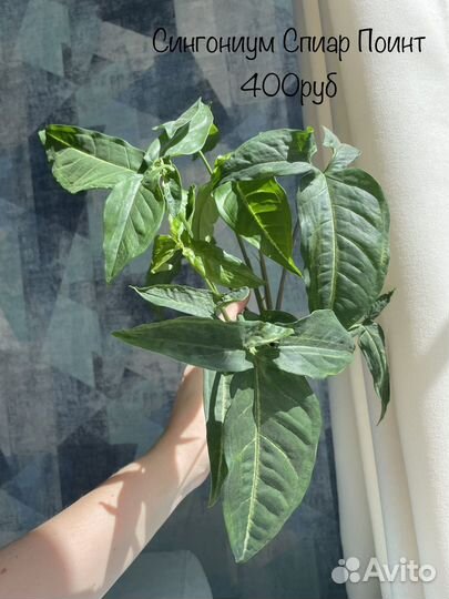 Сингониумы